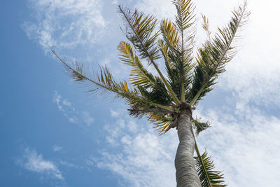 Low angle view of coconut palm tree against sky