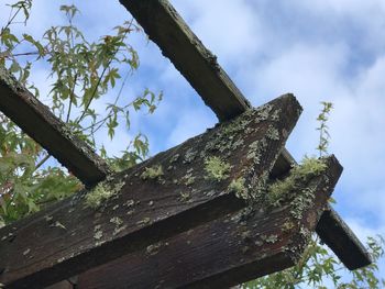 Low angle view of old tree against sky