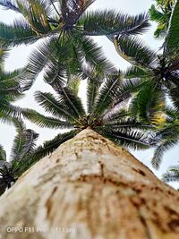 Low angle view of coconut palm tree against sky