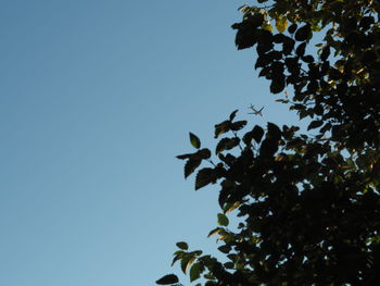 Low angle view of tree against clear blue sky