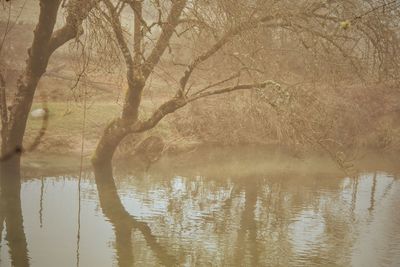 Reflection of trees in lake