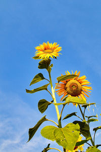 Yellow orange sunflowers rise up against a blue sky