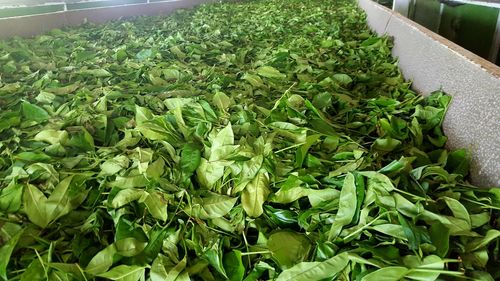 High angle view of fresh green plants