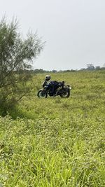 grass