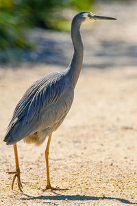 Close-up of a heron 