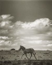 Side view of horse standing on landscape against sky