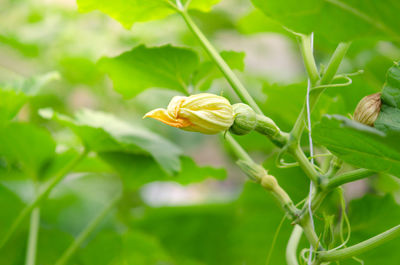 Close-up of insect on flower