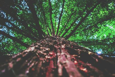 Low angle view of tree in forest against sky