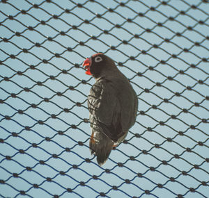 Close-up of a bird perching on fence
