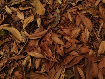 Full frame shot of dried autumn leaves on field