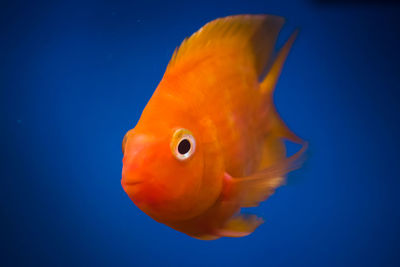Close-up of fish in aquarium