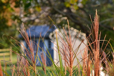 Close-up of grass