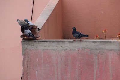 Pigeons perching on wall