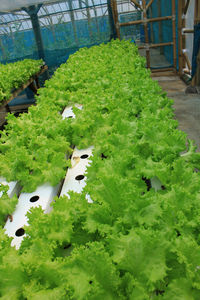 High angle view of plants in greenhouse