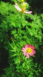 Close-up of pink cosmos flowers blooming outdoors