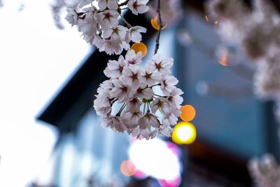 Close-up of cherry blossom