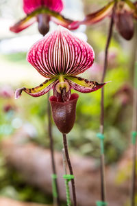 Close-up of flowering plant