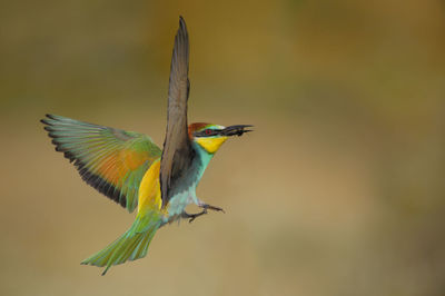 Close-up of bird flying