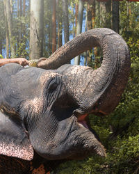 Close-up of elephant in forest