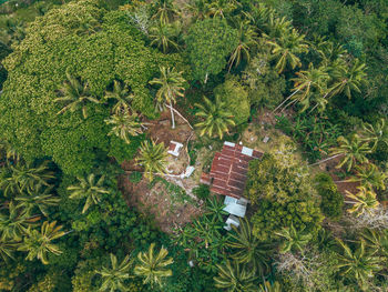 High angle view of trees on field