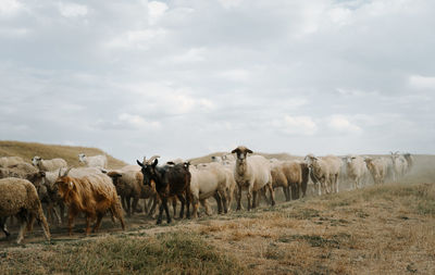 Goats and sheep walking on land against sky