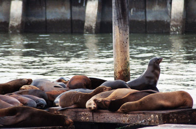 Close-up of sea lion in water