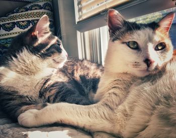 Close-up portrait of cat relaxing at home