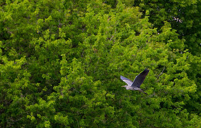 Bird flying in a forest
