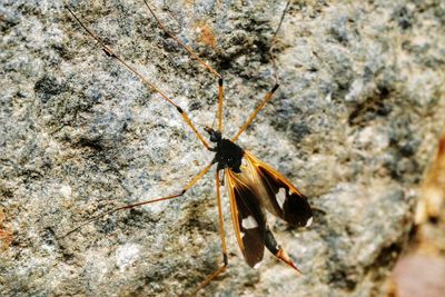 Close-up of insect