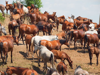 Low angle view of horses standing on land against sky