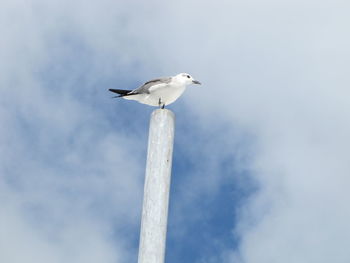 Low angle view of seagull perching on pole against sky