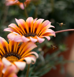 Close-up of orange flower