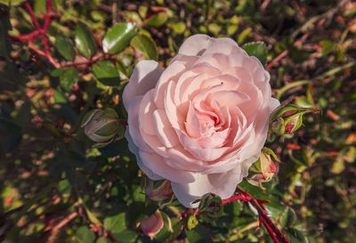 Close-up of rose flower