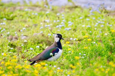 Lapwing close-up on a field