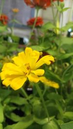 Close-up of yellow flowering plant