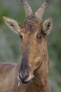 Close-up portrait of deer