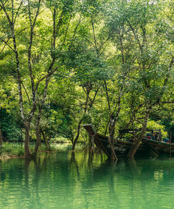 Trees by lake in forest