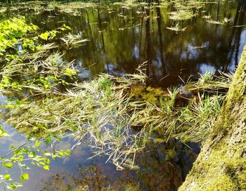 Reflection of trees in water