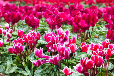 Close-up of pink flowers on field