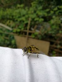 Close-up of insect on leaf