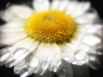 Close-up of sunflower