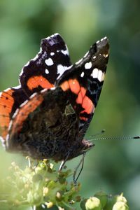 Close-up of butterfly perching on plant