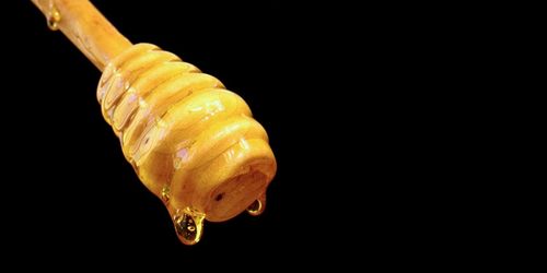 Close-up of seashell against black background