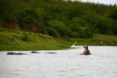 Hippopotamuses swimming in lake by trees at forest