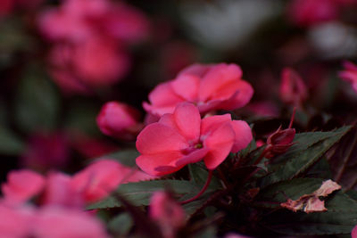 Close-up of pink flowering plant