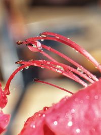 Close-up of wet red flower