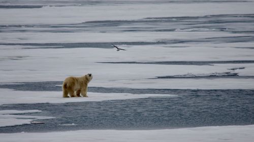 Polar bear being worried by a gull