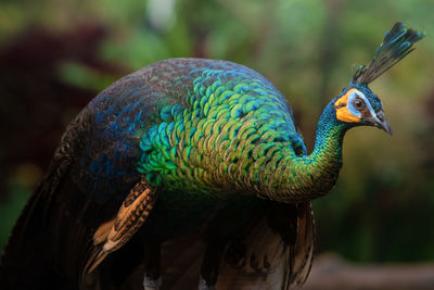 Close-up of peacock