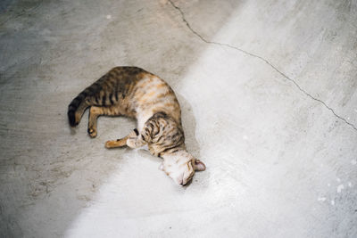 High angle view of cat sleeping on floor