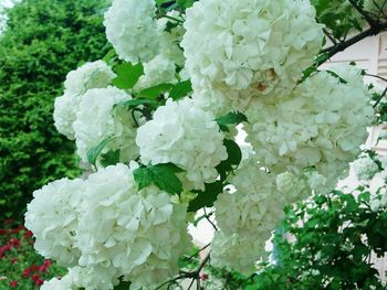 Close-up of white flowers